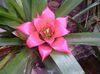 pink Pot Blomst Nidularium foto (Urteagtige Plante)