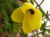 giallo Fiore Albero Di Orchidea foto 