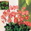 red Flower Oxalis photo (Herbaceous Plant)