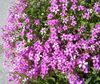 roze Bloem Oxalis foto (Kruidachtige Plant)