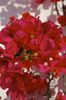 czerwony Kwiat Bugenwilli (Areca) zdjęcie (Krzaki)