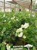 білий Квітка Бугенвиллия (Арека) фото (Чагарник)
