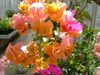 oranžový Kvetina Papierové Kvety fotografie (Kríki)