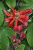 红 花 西番莲 照片 (藤本植物)