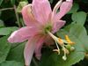 ვარდისფერი ყვავილების პასიფლორა ფოტო (ლიანა)