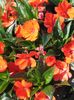 помаранчевий Квітка Бальзамін (Імпатіенс) фото (Трав'яниста)