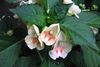 бял Цвете Търпение Растение, Балсам, Бижу С Плевелите, Зает Лизи снимка (Тревисто)