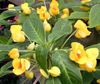 gul Blomma Tålamod Växt, Balsam, Juvel Ogräs, Upptagen Lizzie foto (Örtväxter)