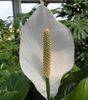 valkoinen Potin kukka Rauha Lilja kuva (Ruohokasvi)