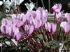 бузковий Квітка Цикламен фото (Трав'яниста)
