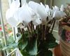 hvid Blomst Persisk Violet foto (Urteagtige Plante)