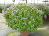 浅蓝 盆花 波斯紫罗兰 照片 (草本植物)