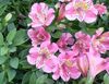 růžový Květina Peruánský Lily fotografie (Bylinné)