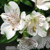 biały Kwiat Alstroemeria zdjęcie (Trawiaste)