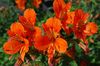 orange Blume Peruanische Lilie foto (Grasig)