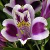 lila Cvet Perujski Lily fotografija (Travnate)