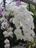 white Phalaenopsis
