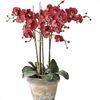 rød Blomst Phalaenopsis bilde (Urteaktig Plante)