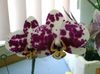 claret Blóm Phalaenopsis mynd (Herbaceous Planta)