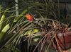 Pinecone Bromeliad