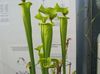 zielony Kwiat Sarracenia zdjęcie (Trawiaste)