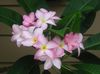 růžový Květina Plumeria fotografie (Křoví)