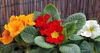 червен Цвете Primula, Градинска Иглика С Гладки Листа снимка (Тревисто)