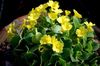 žuta Cvijet Primula, Jagorčevina foto (Zeljasta Biljka)