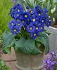 donkerblauw Bloem Primula, Auricula foto (Kruidachtige Plant)