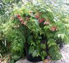 赤 鉢花 ラングーンクリーパー フォト (つる植物)
