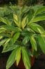 balts Zieds Sarkanā Ingvera, Apvalks Ingvers, Indijas Ingvera foto (Zālaugu Augs)