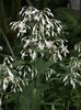 biały Kwiat Artropodium zdjęcie (Trawiaste)