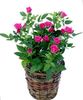 рожевий Квітка Розa фото (Чагарник)