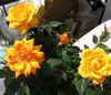 оранжевый Цветок Розa фото (Кустарники)