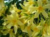 κίτρινος λουλούδι Κόλπο Τριαντάφυλλο, Πικροδάφνες φωτογραφία (Θάμνοι)