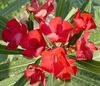 vermelho Flor Rose Bay, Oleander foto (Arbusto)