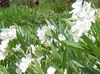 bílá Květina Rose Bay, Oleandr fotografie (Křoví)