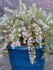 lyseblå Pot Blomst Rosmarin foto (Busk)