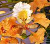 oranssi Potin kukka Royal Poinciana, Mahtipontinen Puu kuva 