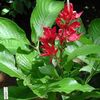 punainen Potin kukka Sanchezia, Palo Sormet kuva (Ruohokasvi)