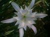 white Pot flower Sea Daffodil, Sea Lily, Sand Lily photo (Herbaceous Plant)