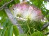 różowy Kwiat Albitius (Drzewo Jedwabiu) zdjęcie 