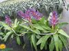 vijolična Lonec Cvet Srebrna Vaza, Žaro Rastlina, Kraljica Bromelije fotografija (Travnate)
