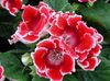 sarkans Zieds Sinningia (Gloksīnija) foto (Zālaugu Augs)