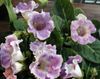 flieder Blume Sinningia (Gloxinia) foto (Grasig)