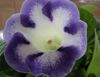 ღია ლურჯი ყვავილების Sinningia (Gloxinia) ფოტო (ბალახოვანი მცენარე)