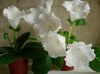 λευκό λουλούδι Sinningia (Gloxinia) φωτογραφία (Ποώδη)