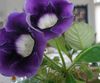 azul escuro Flor Sinningia (Gloxinia) foto (Planta Herbácea)