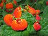 orange  Schuh-Blumen foto (Grasig)