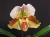 rudas žiedas Šlepetė Orchidėjų nuotrauka (Žolinis Augalas)